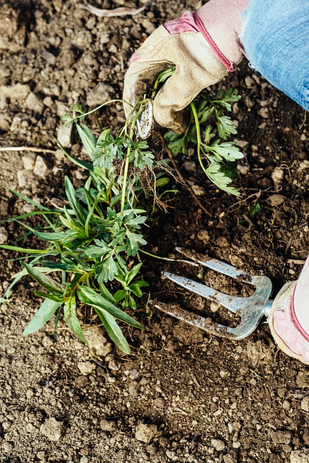 Person wearing gloves weeding a garden, using a small garden fork.