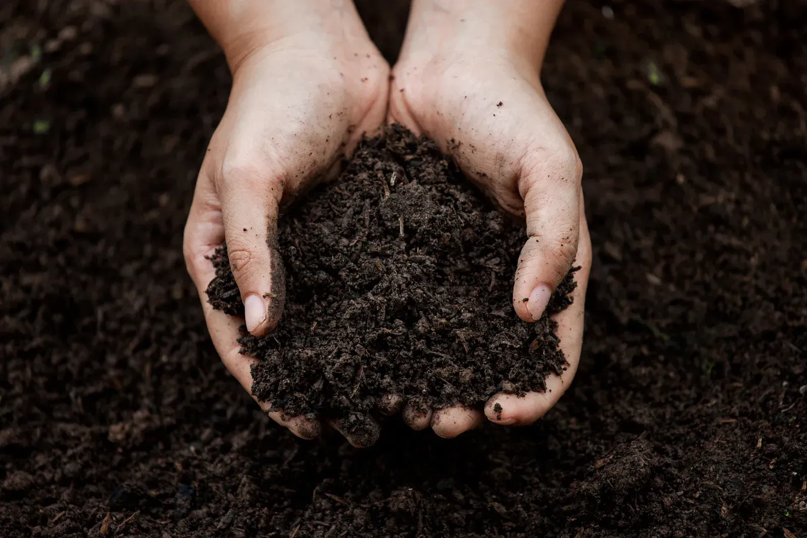 Hands cupping a handful of dark, rich soil, held above a background of more soil.
