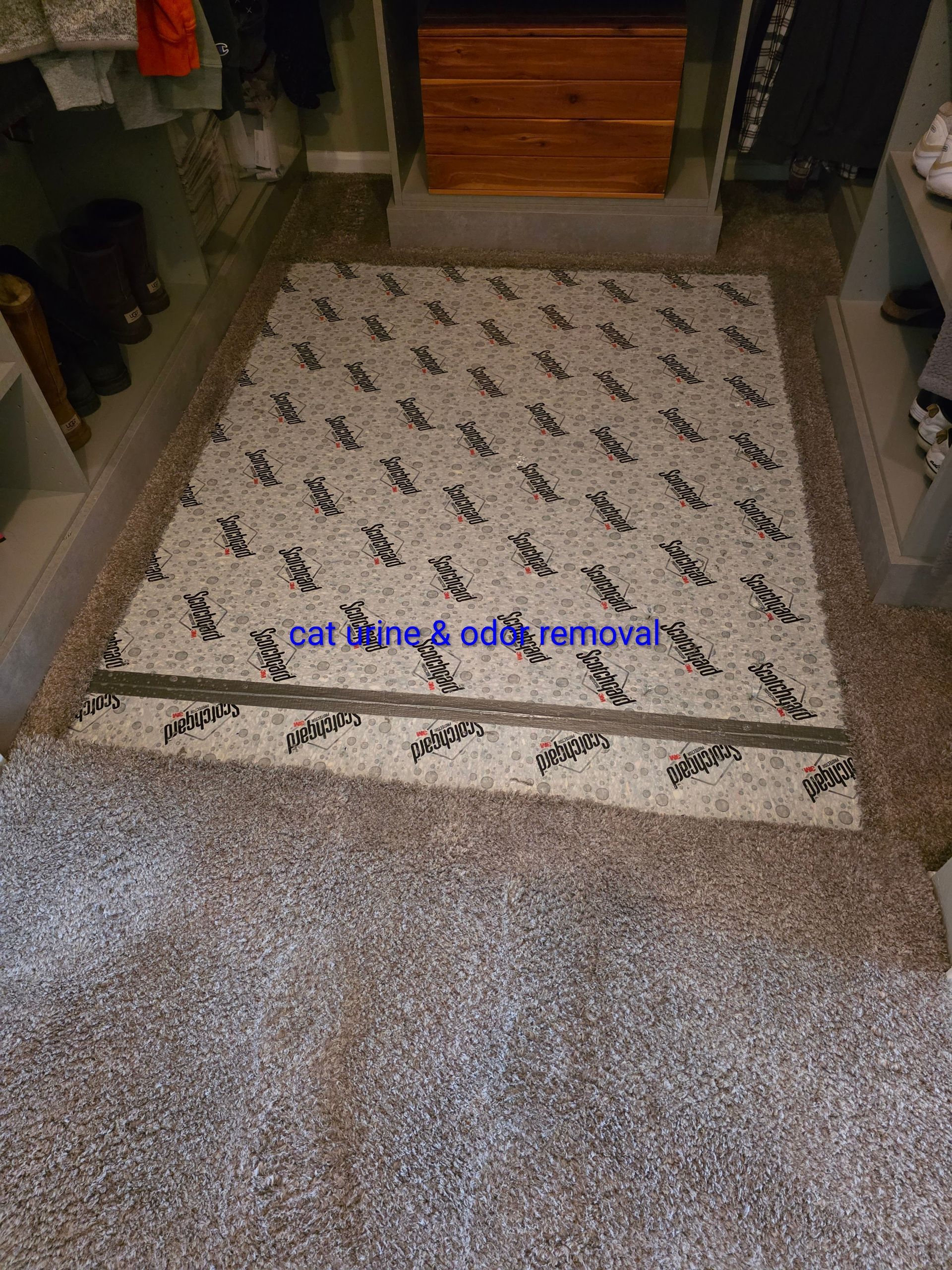 Golden retriever sits on a light-colored carpet as a vacuum shines blue light.