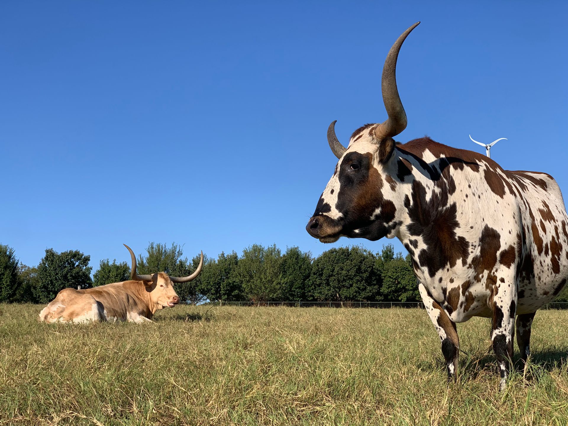 Two longhorn cattle in a grassy field under a blue sky; one stands, the other reclines.