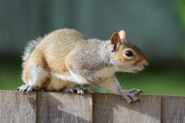 ohio grey squirrel