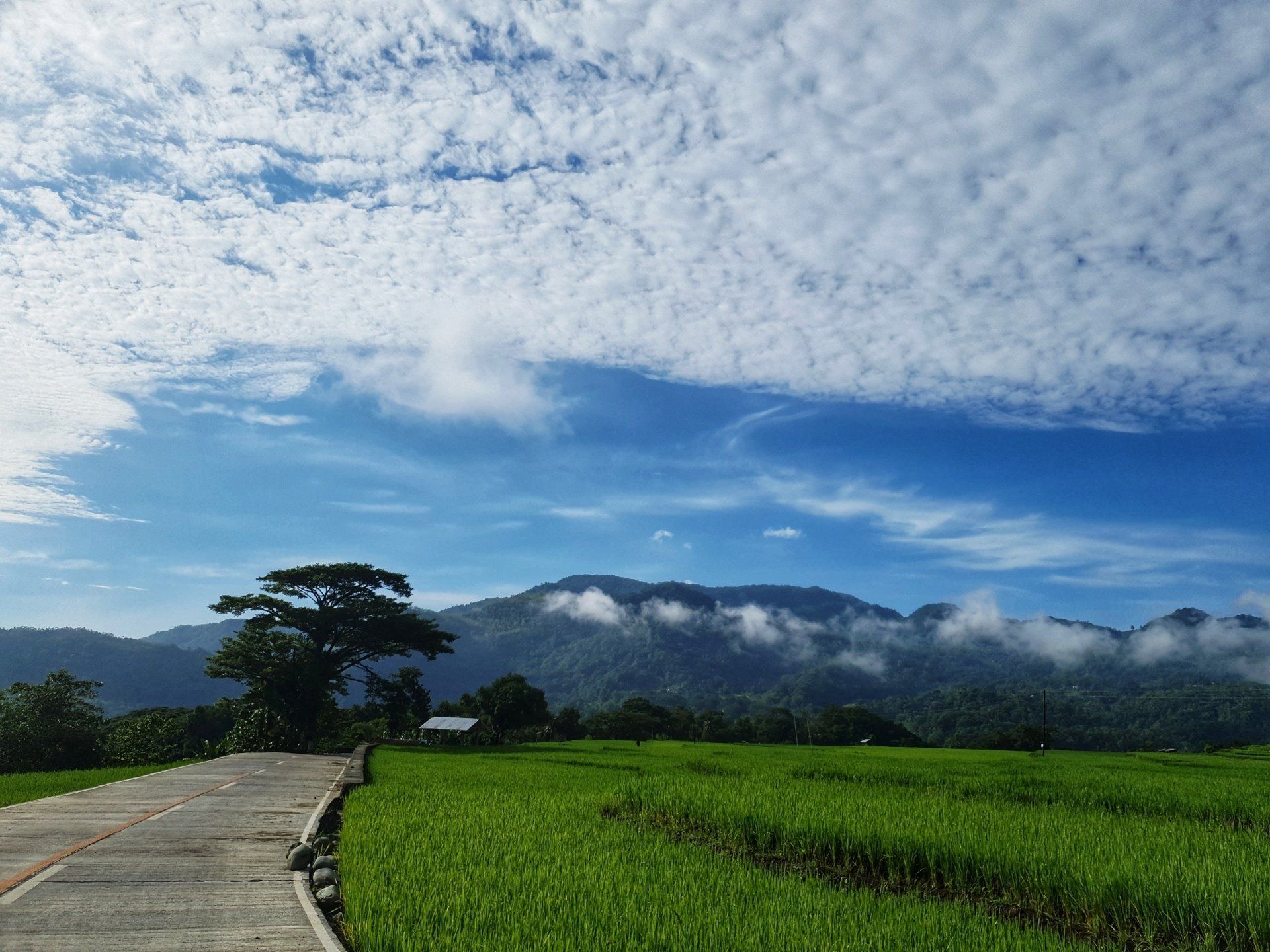 A road going through a grassy field with mountains in the background