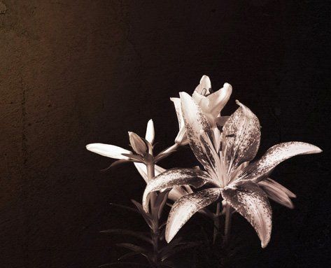 a black and white photo of a flower with a dark background