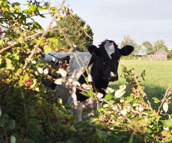 Glamping, Oxfordshire