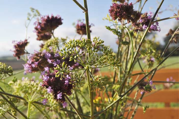 Glamping, Oxfordshire