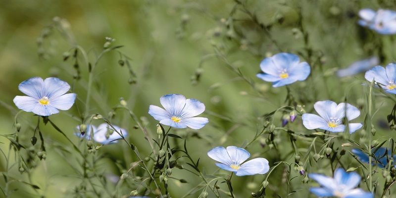 cremation services in Chadds Ford Township, PA