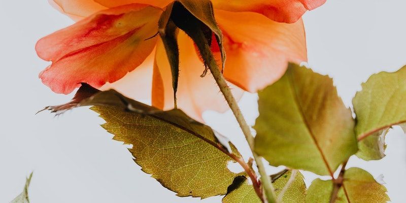 cremation services in Landenberg, PA