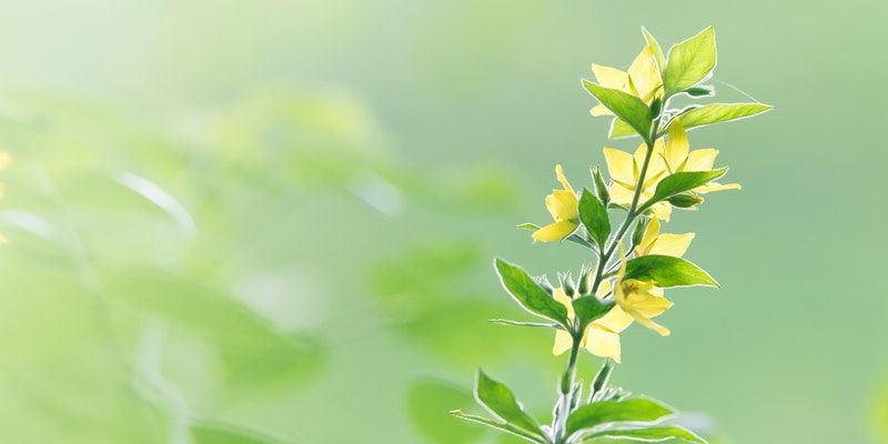 cremation services in Unionville, PA
