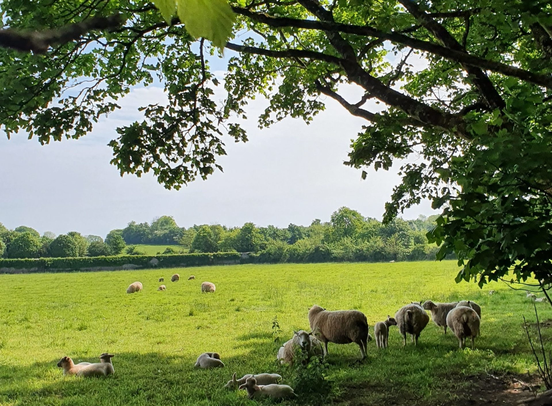 Sheep in Devon field