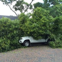 Emergency Tree Service Tampa