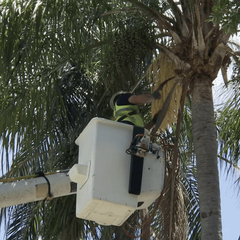 Palm Tree Trimming Tampa