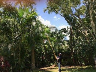 A man is spraying a tree with a hose in a lush green forest.