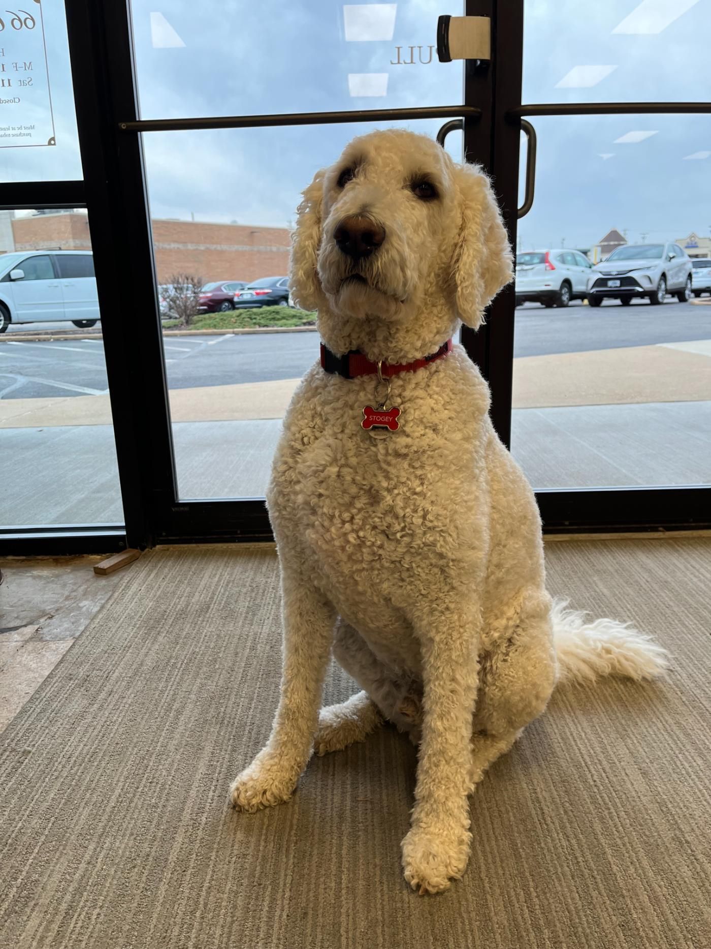 A white dog is sitting in front of a glass door.
