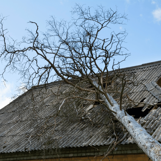 Tree fallen on a damaged roof. Gray shingles, pale tree trunk, and blue sky.