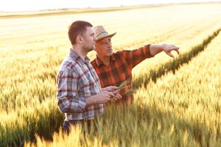 Two farmers standing in a field of wheat inspecting the crops - crop insurance