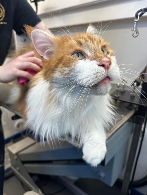 Tim the orange and white Maine coon receiving patient one-on-one mobile grooming care with Roman’s Empire in Folsom, CA