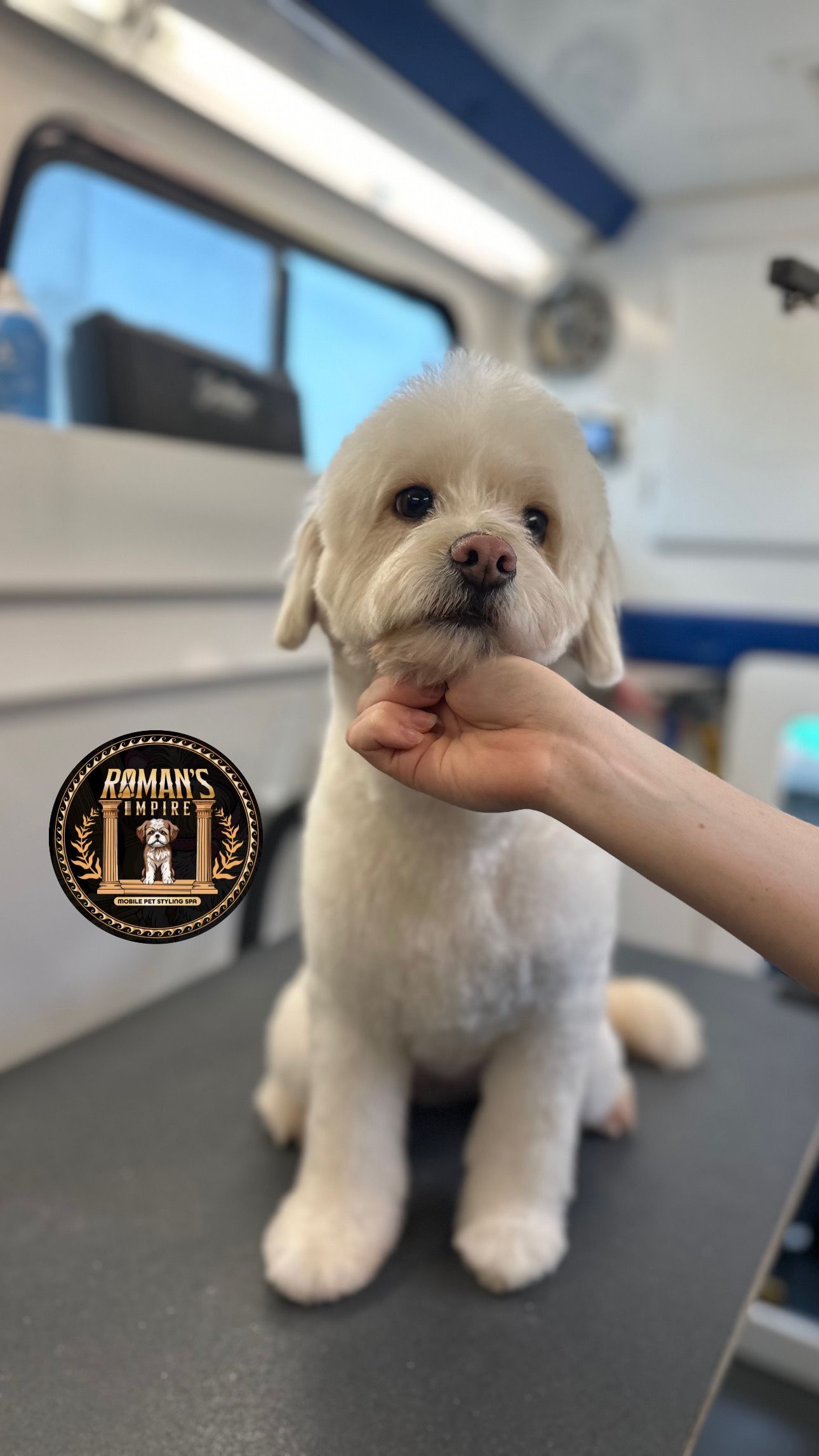 Fluffy white poodle mix with round teddy bear haircut on grooming table