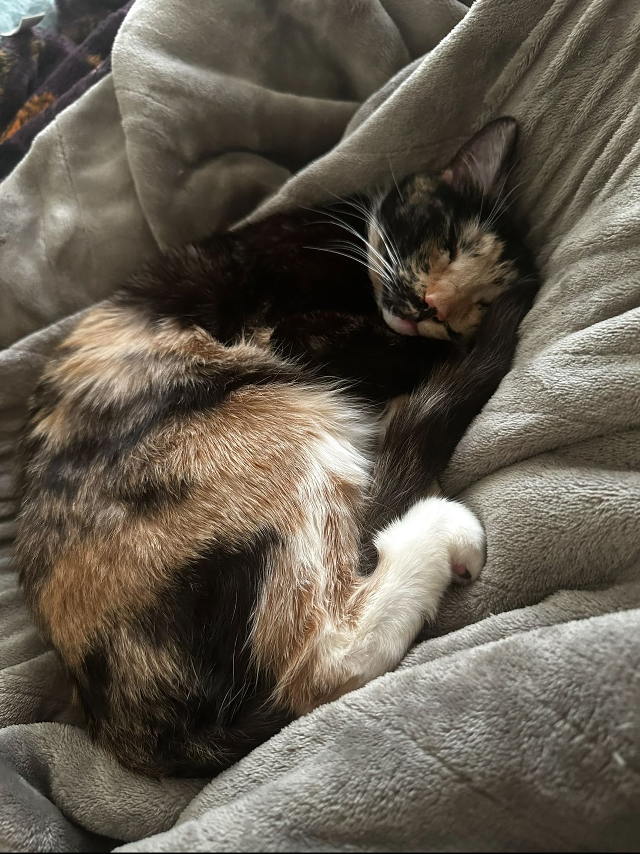 Bug, a tortoiseshell cat, curled up in Ottillie’s lap inside the Roman’s Empire mobile grooming van in Folsom.
