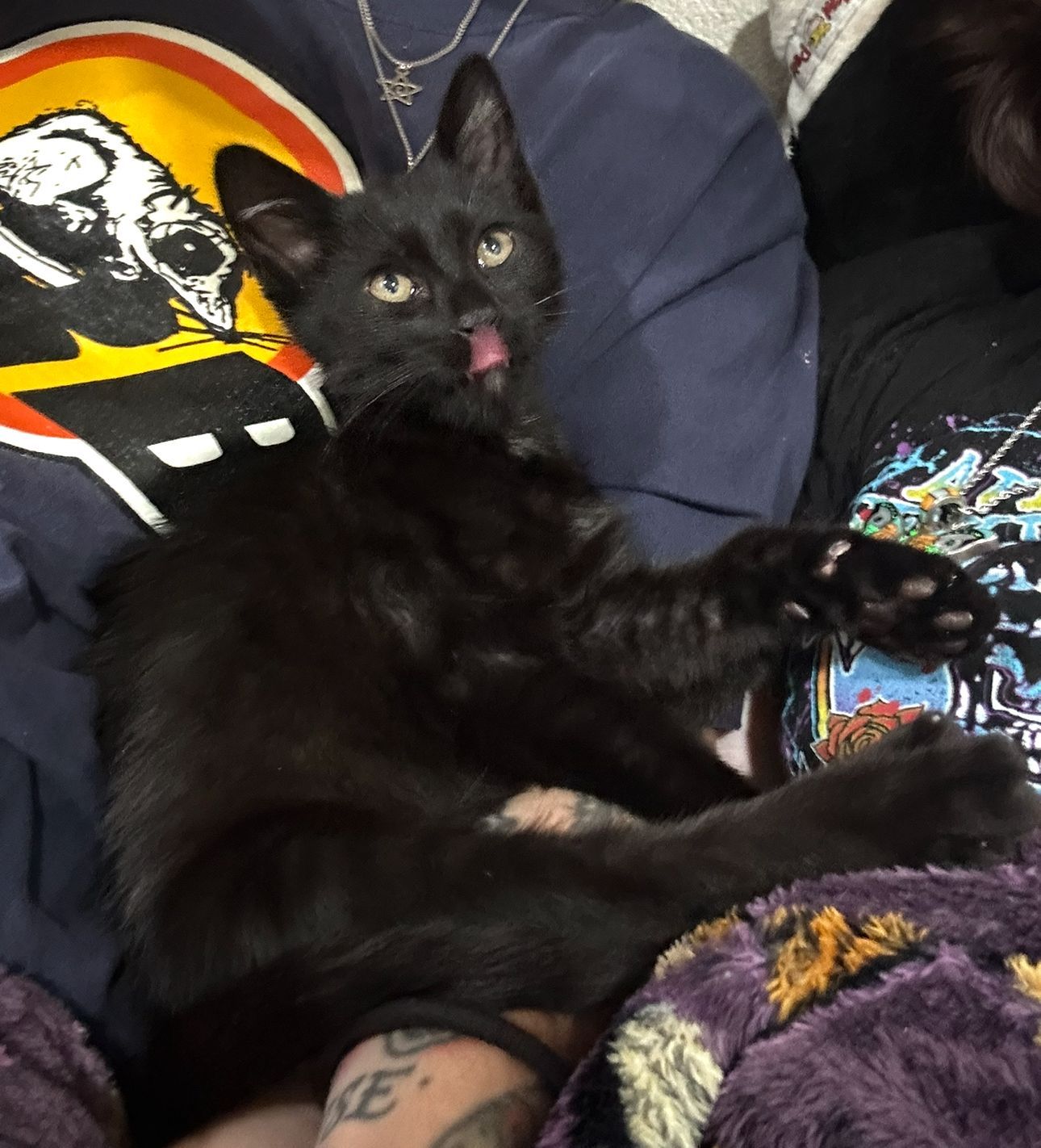Flea, a young Bombay kitten, sitting in Ottillie and Brandon’s lap at Roman’s Empire Grooming in Folsom, CA.
