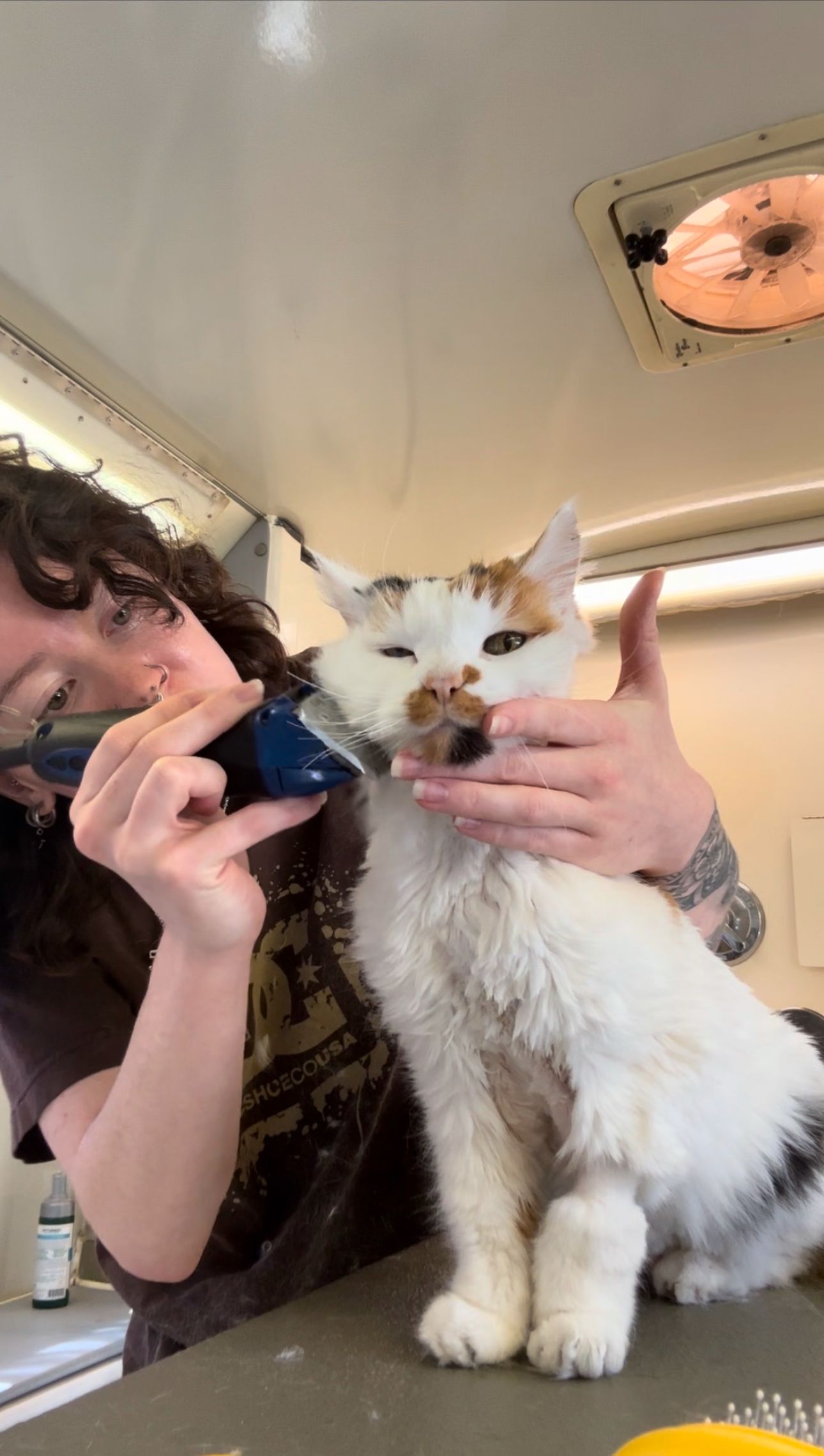 Ottillie gently dematting a mostly white calico cat on grooming table in van
