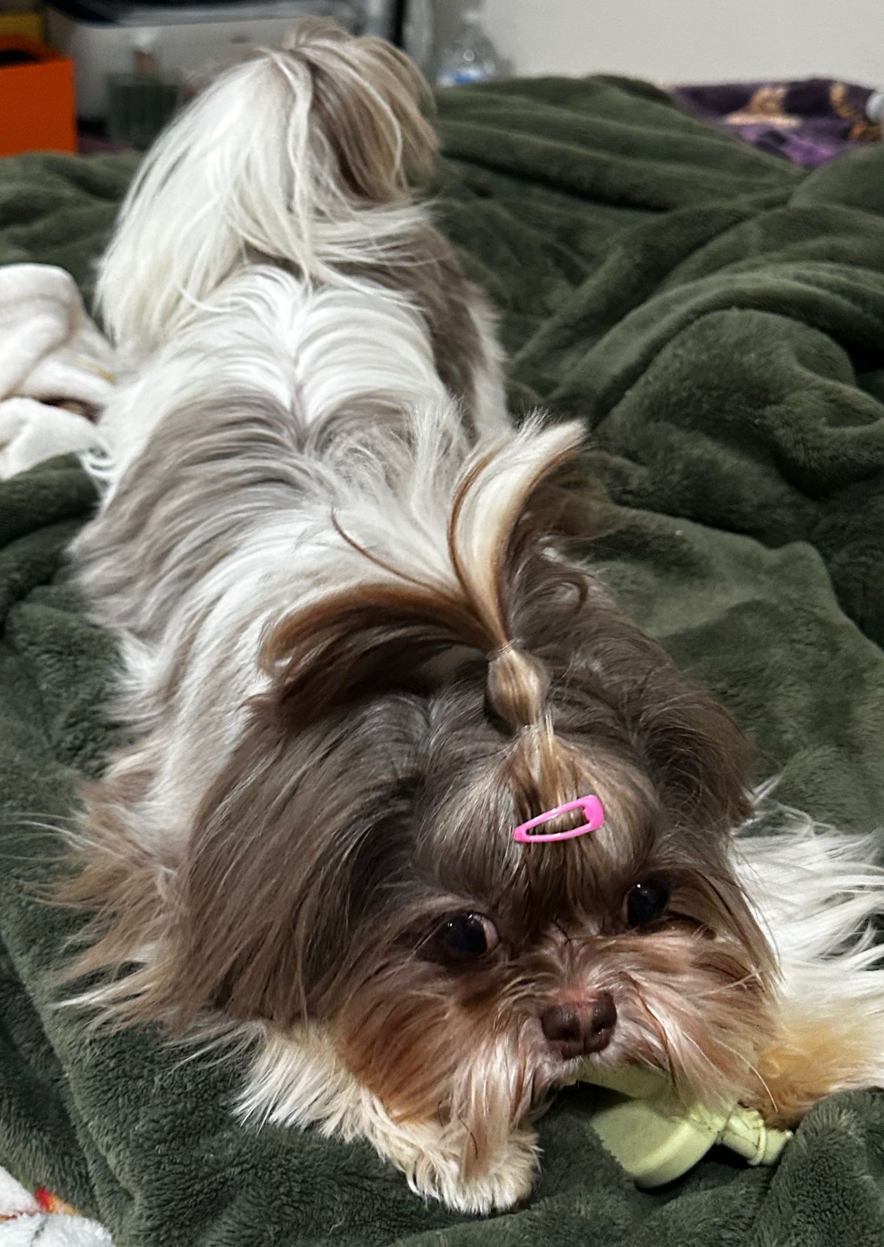 Roman with grown-out coat chewing a toy with a topknot in place