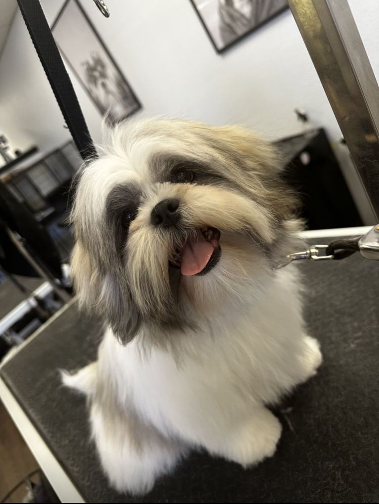 White and grey Shih Tzu puppy in long coat happily looking at camera post-trim