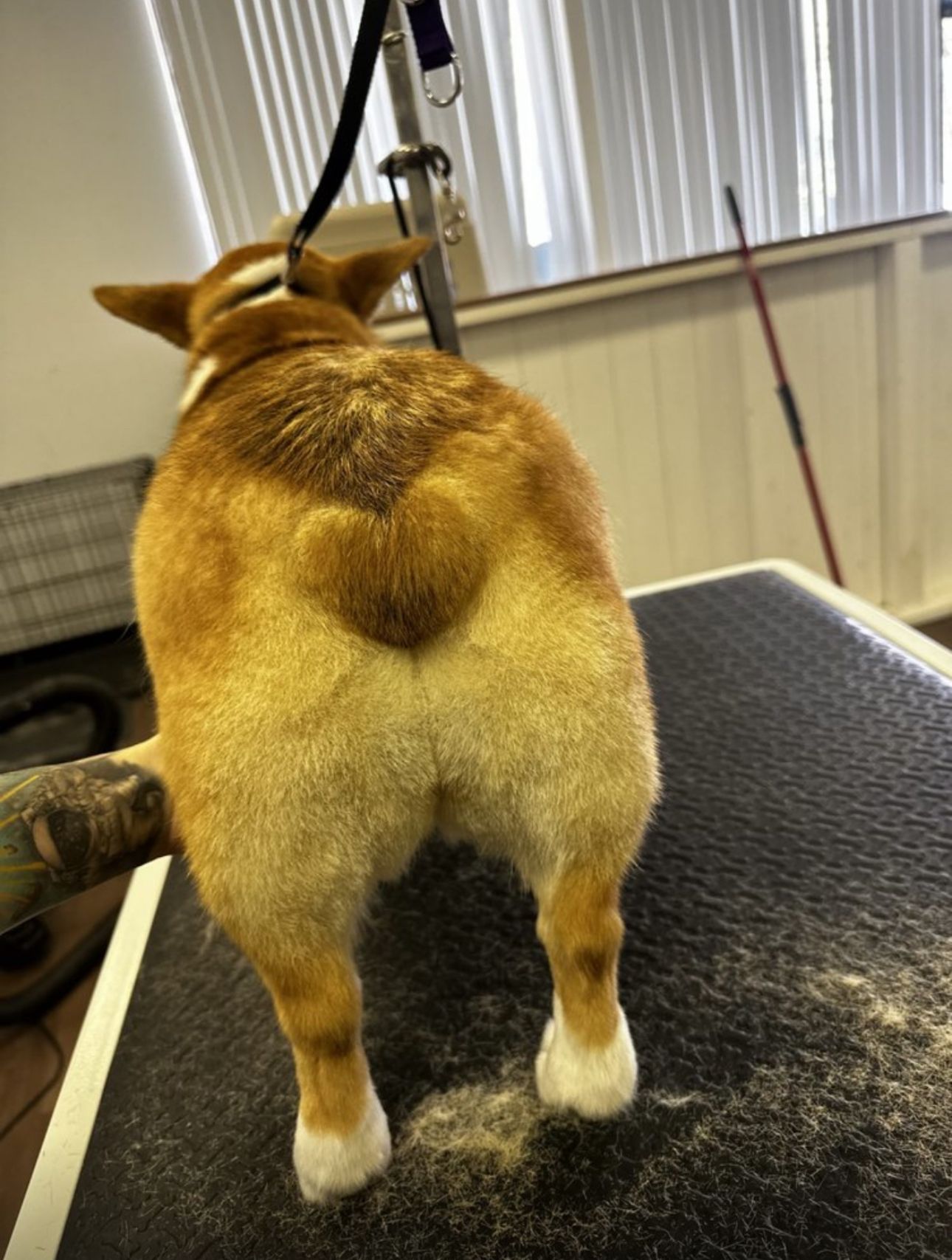 Corgi with heart-shaped tail on grooming table after deshed and tidy trim