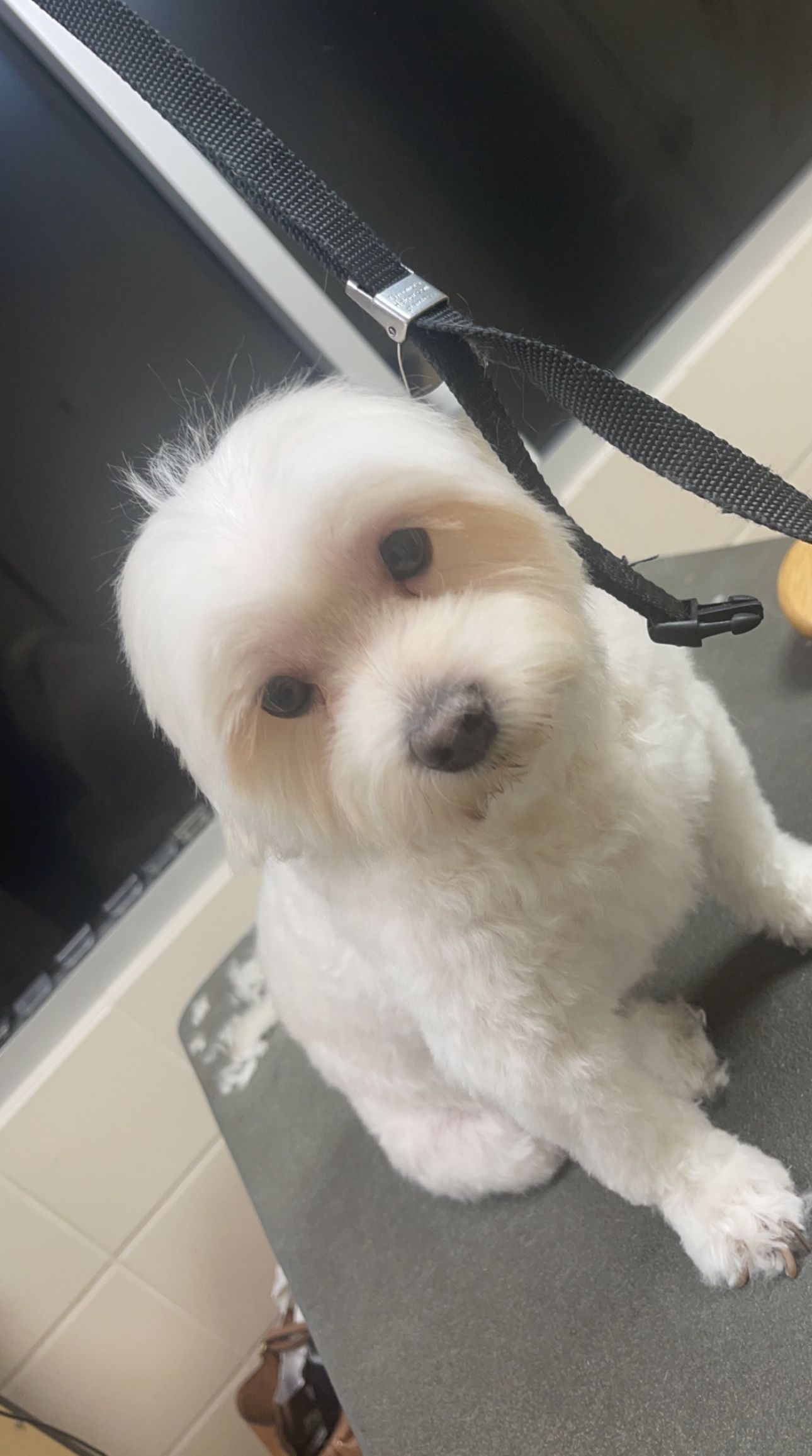 All white Havanese mix calmly sitting post-bath and haircut on grooming table
