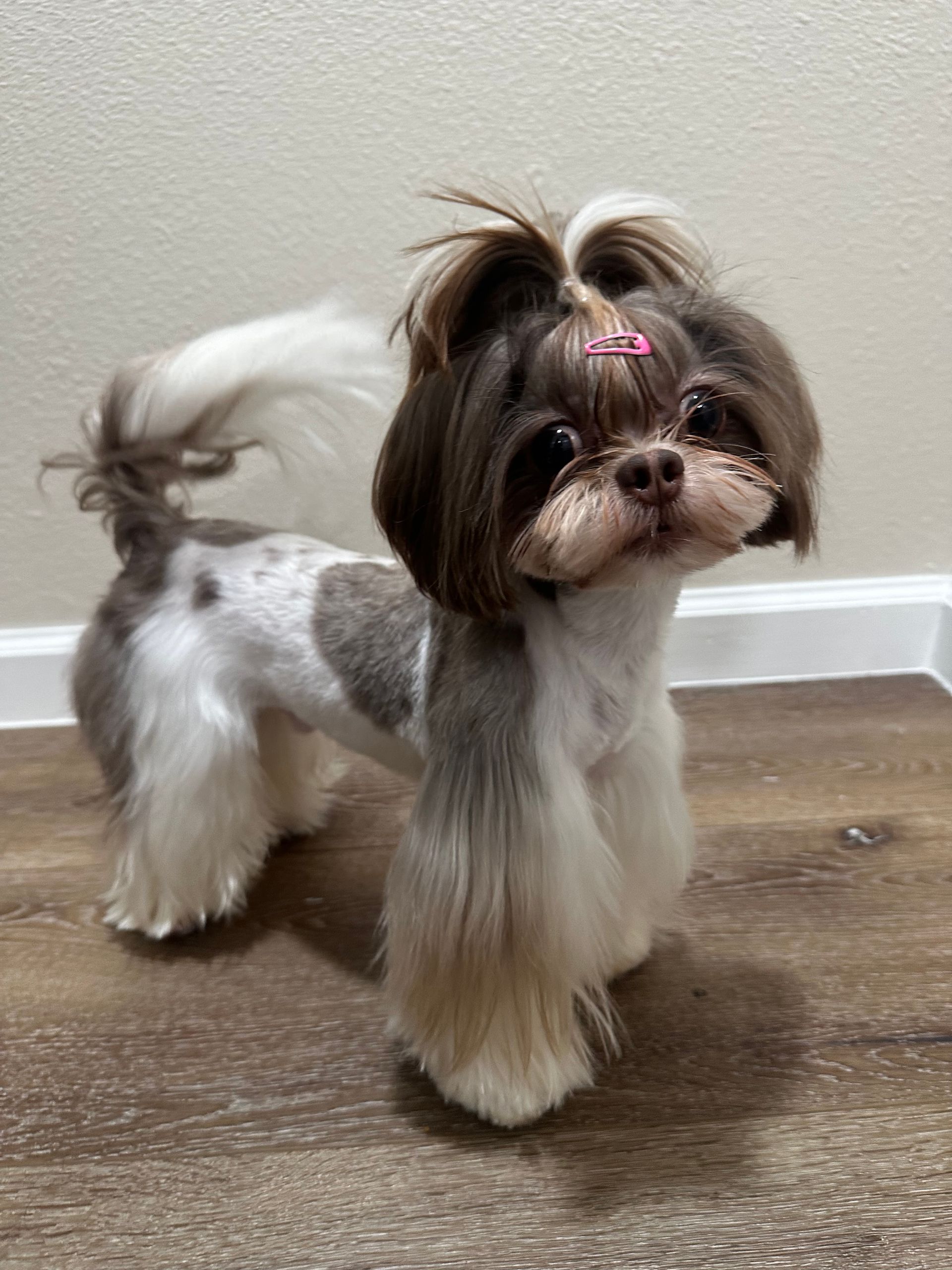 Side profile of Roman the Shih Tzu showing full Asian Fusion groom with topknot and rounded legs