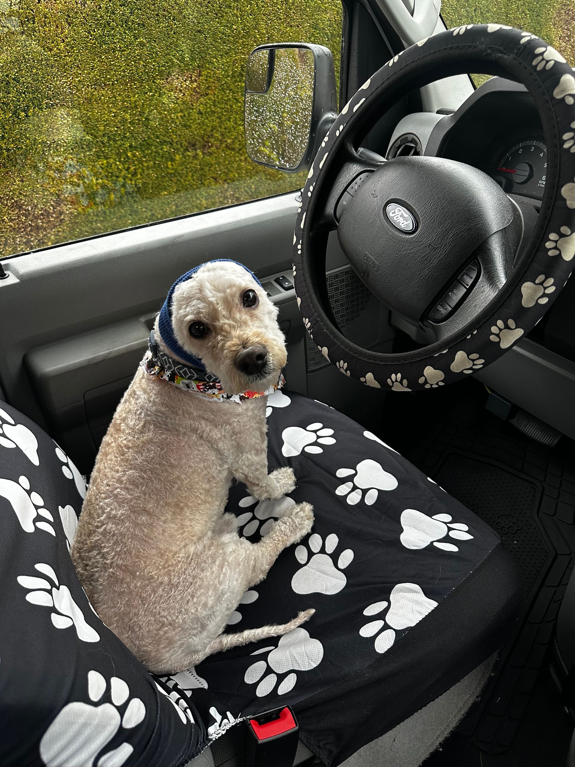 Marshmallow calmly sitting in driver seat of van in happy hoodie post-groom
