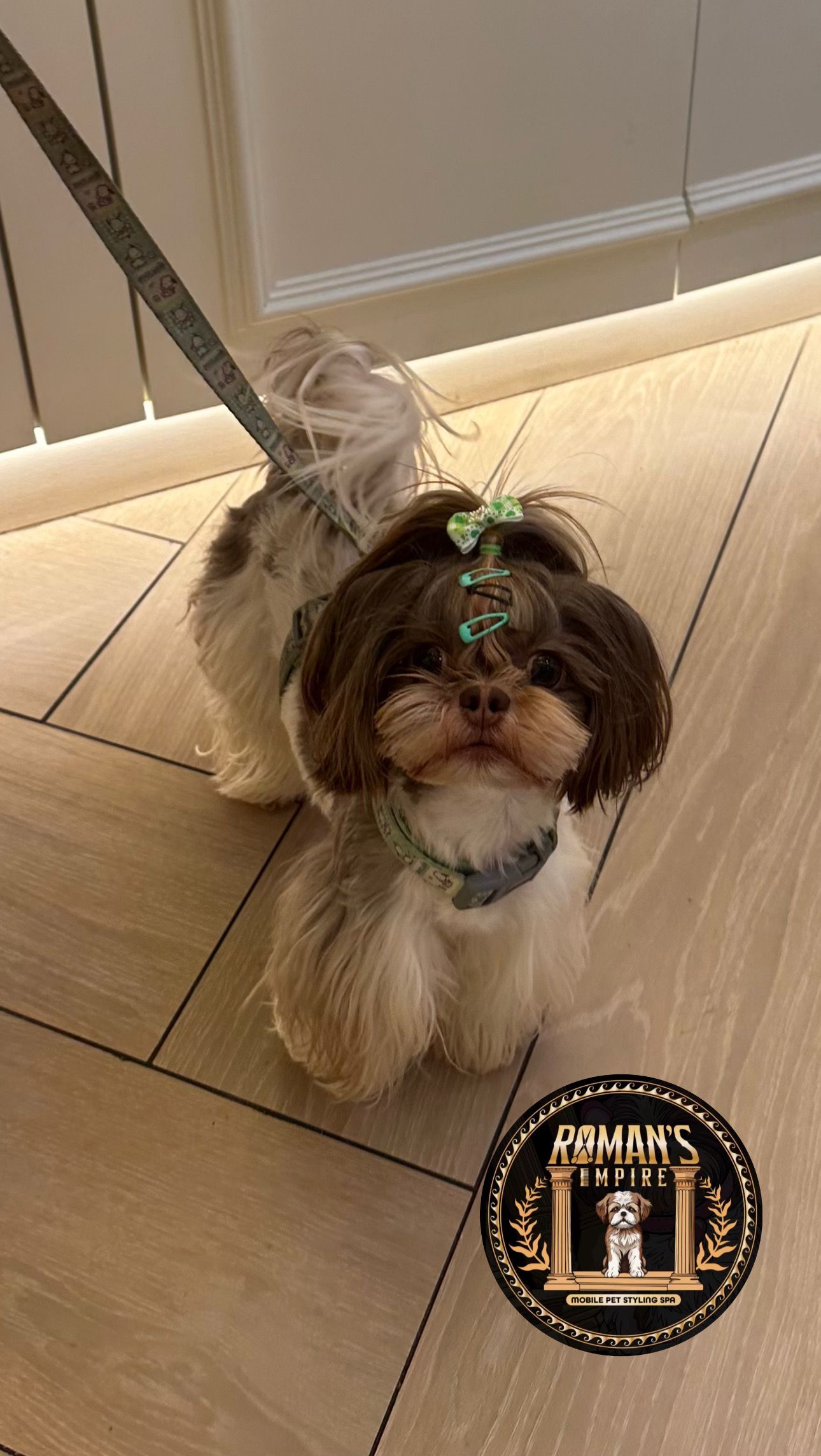 Roman the Shih Tzu out in town in full Asian Fusion cut with Saint Patrick’s Day accessories
