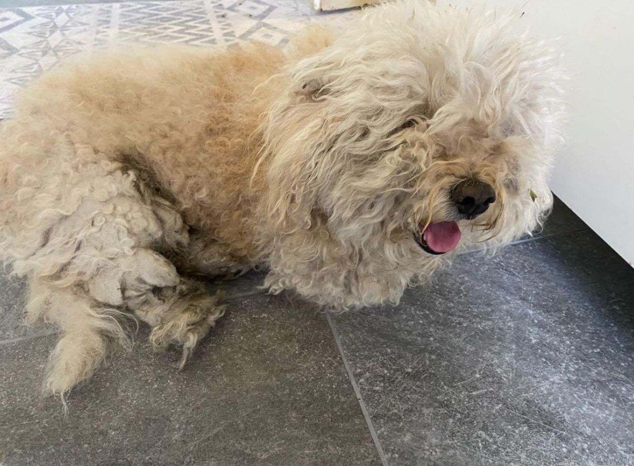 Before: tan medium poodle mix Marshmallow severely matted from head to toe