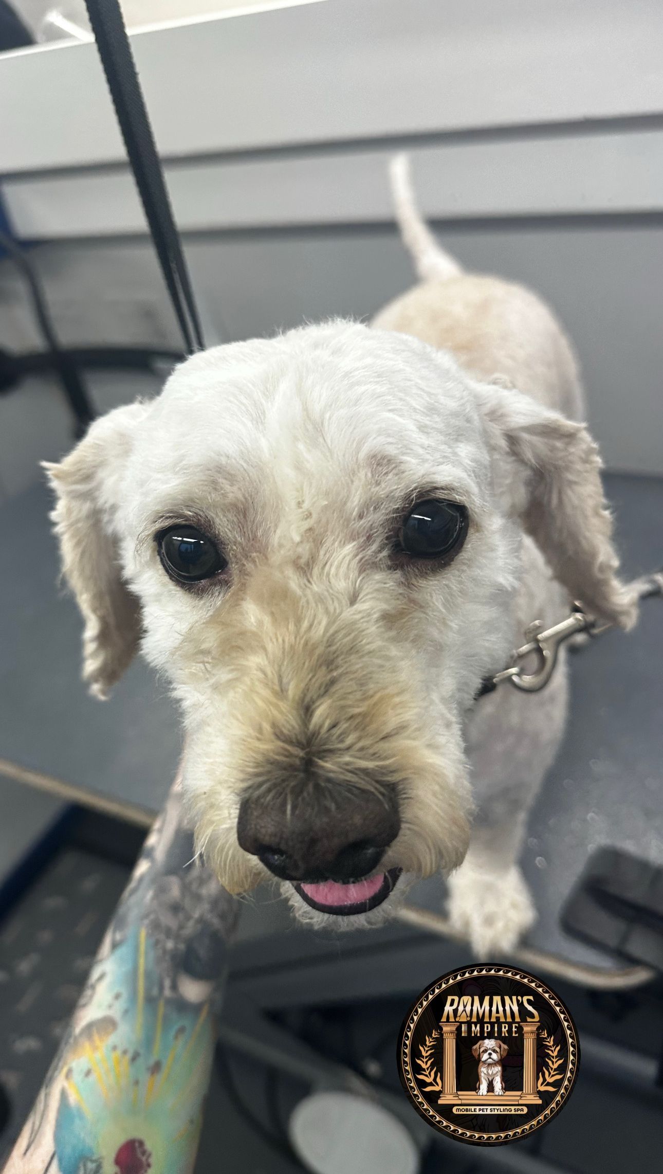 Marshmallow fully shaved and mat-free standing happy on grooming table