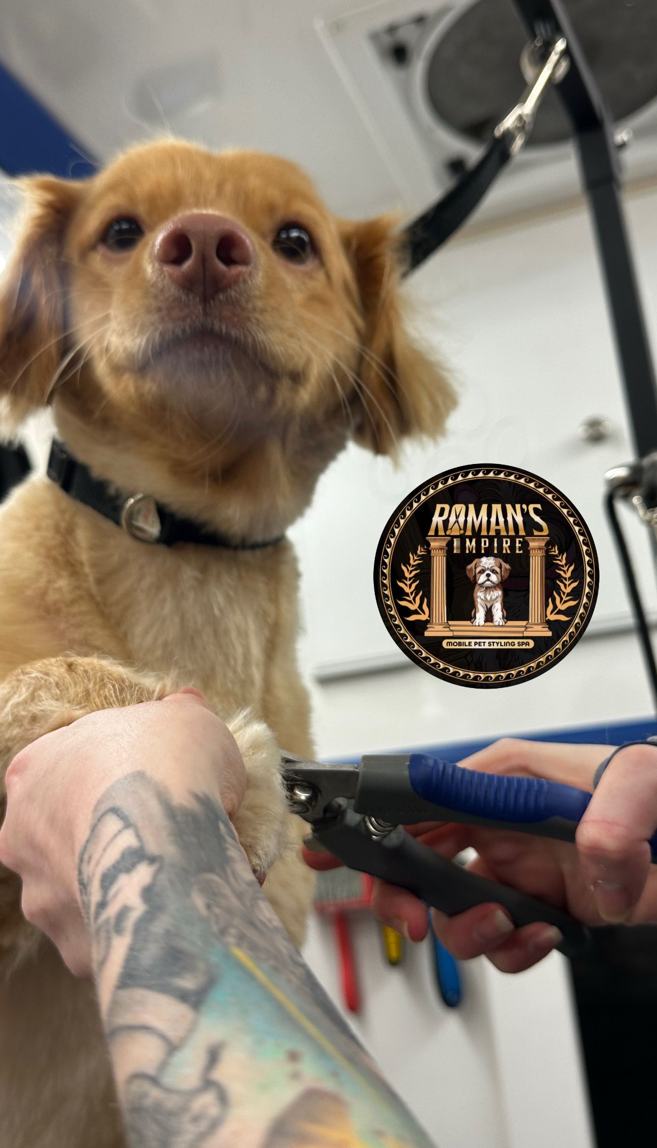 Simba calmly having nails trimmed on grooming table in van