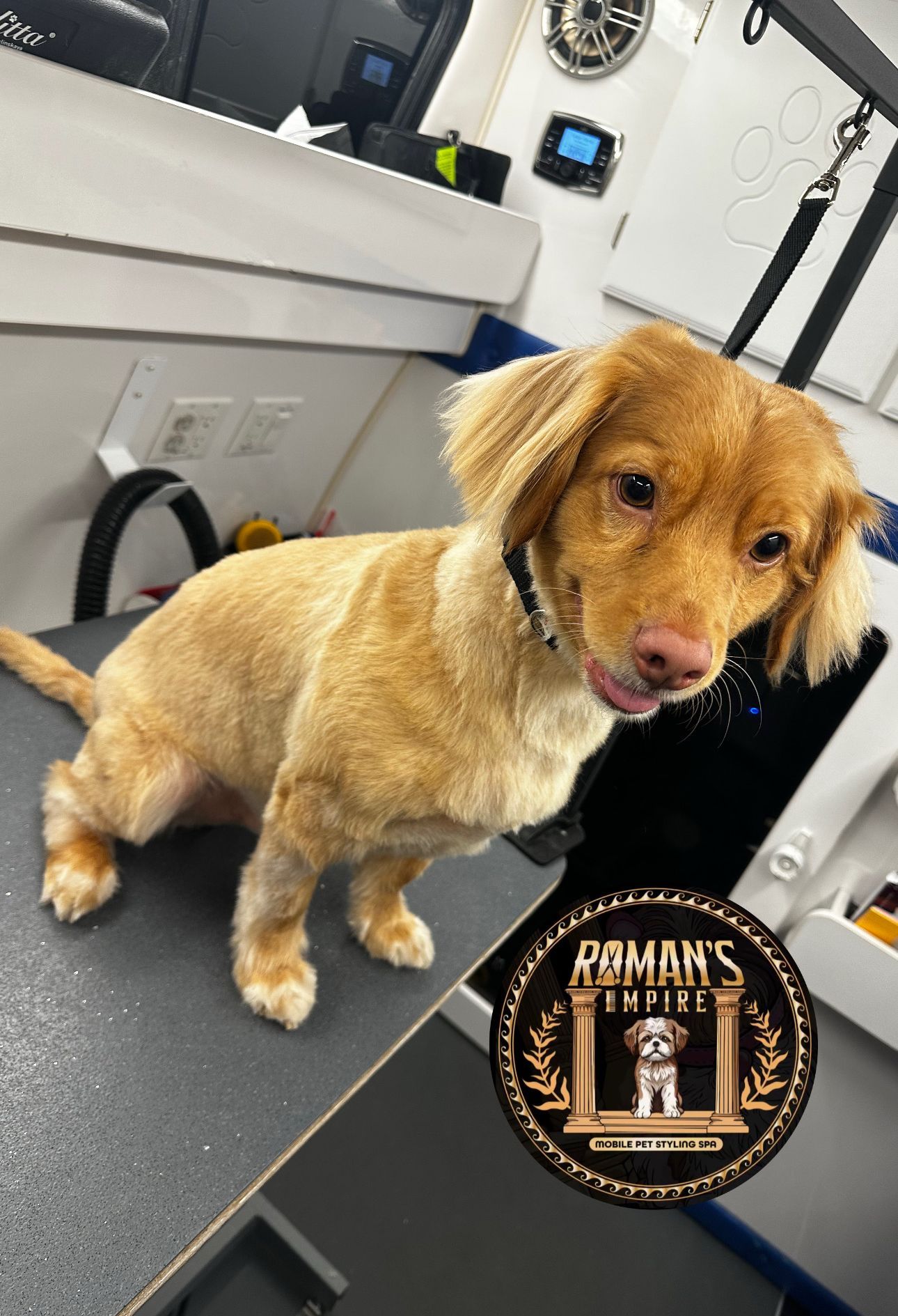 Duck Tolling Retriever named Simba smiling after a bath and haircut in Roman’s Empire grooming van in Rocklin.