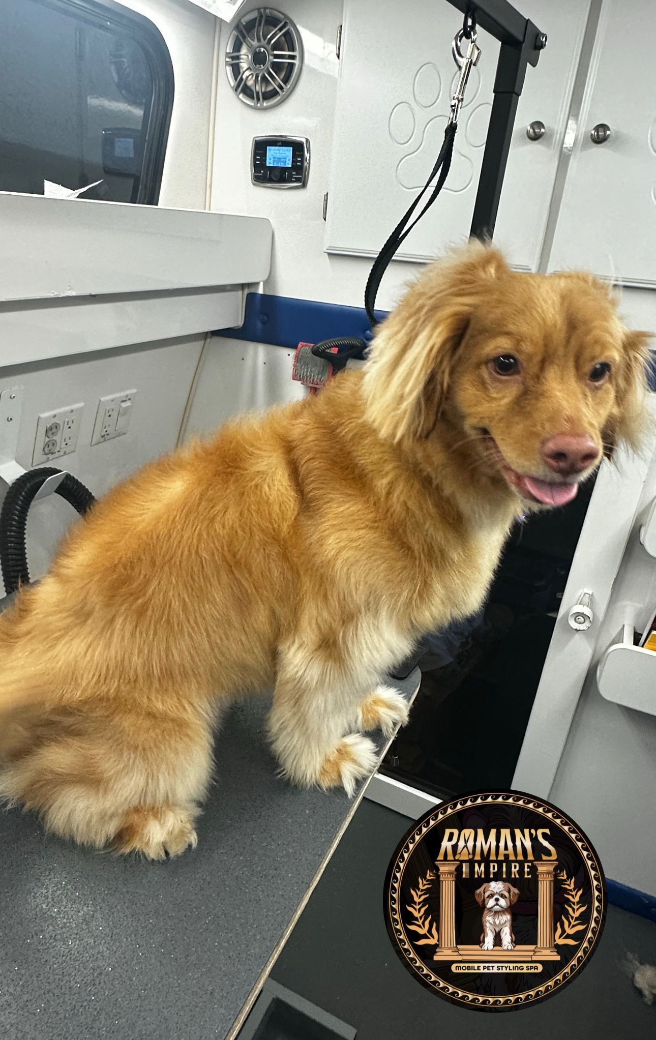 Before grooming: medium tan dog Simba on table after bath and brushout