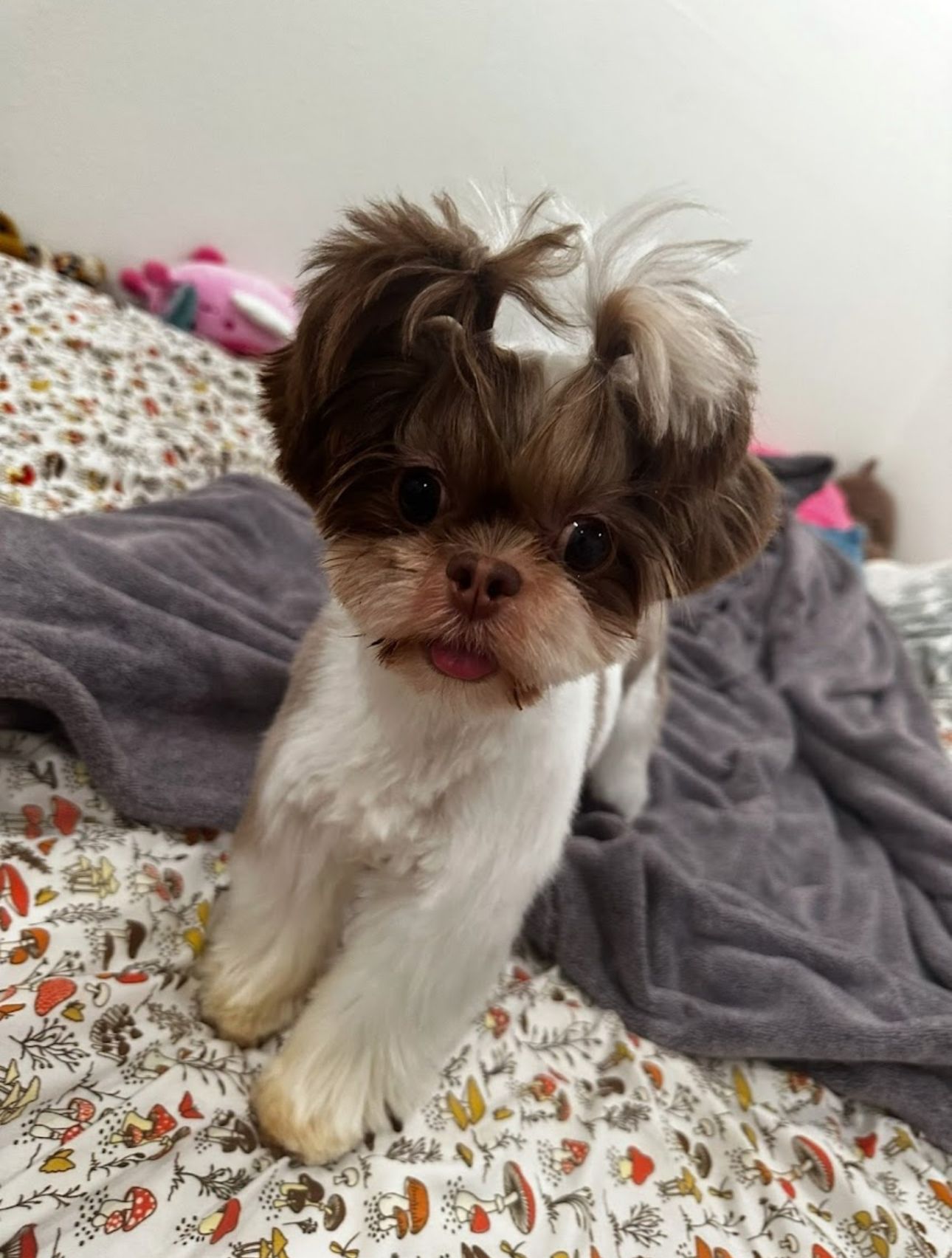 Roman with pigtail topknot, rounded face, and short ears after stylish grooming