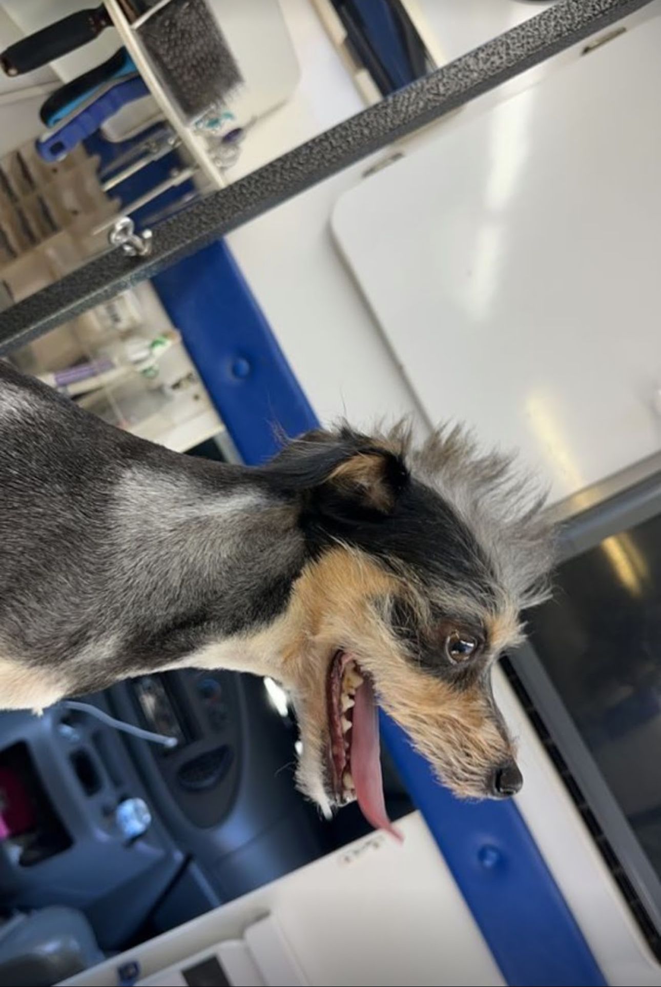 Black and tan terrier on table with shaved body, mohawk, and trimmed face looking relaxed