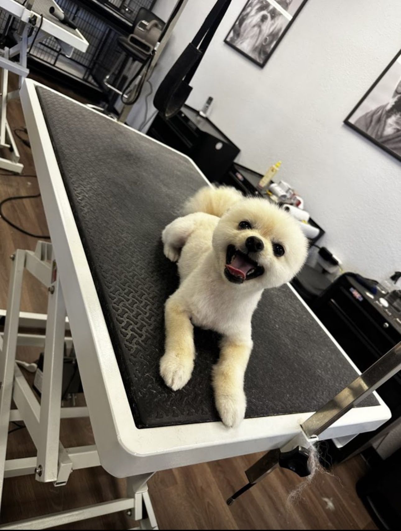 Tan Pomeranian happily lying on salon grooming table post-bath and haircut