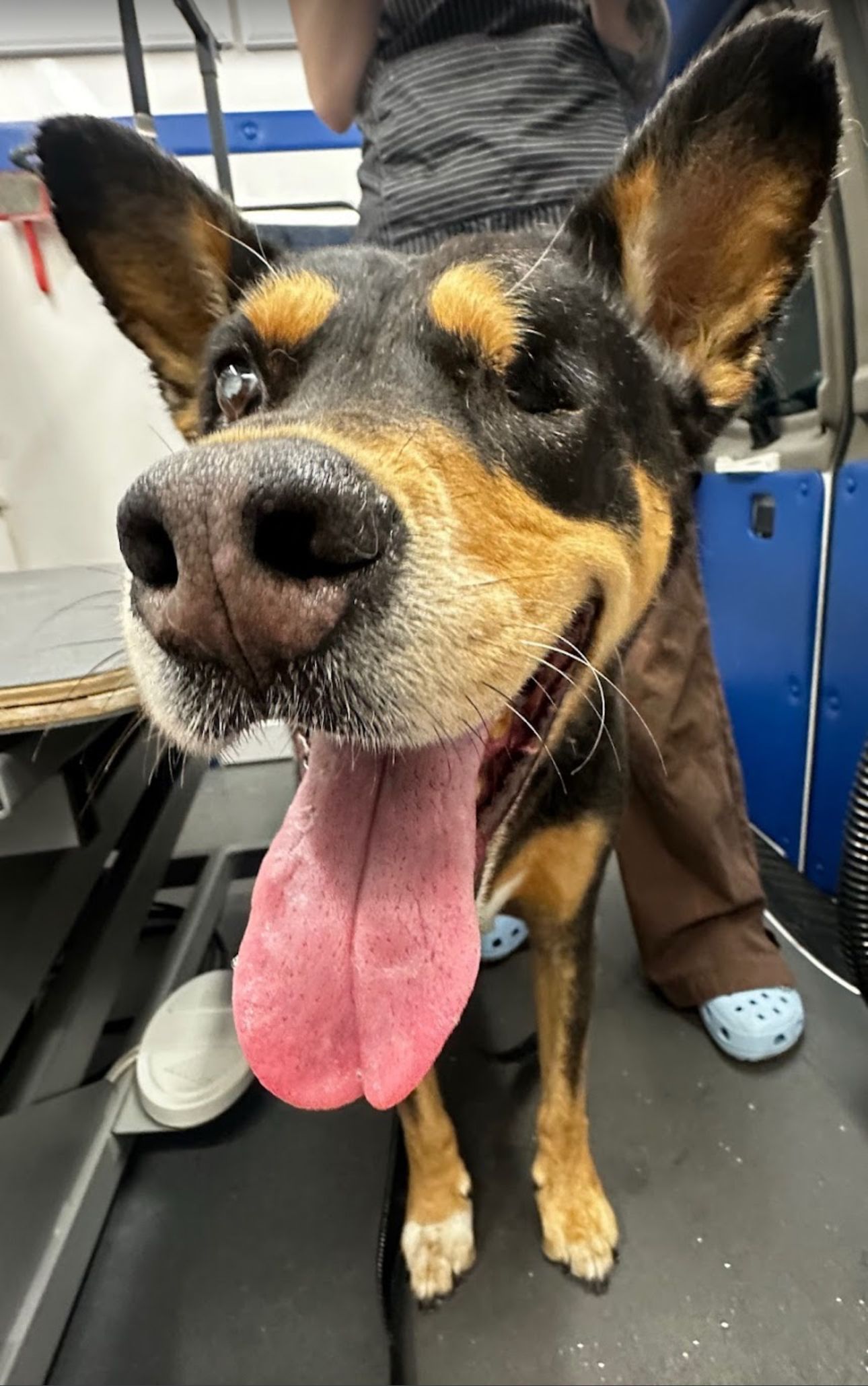 Senior black and tan shepherd mix with one eye smiling post-deshed on van floor