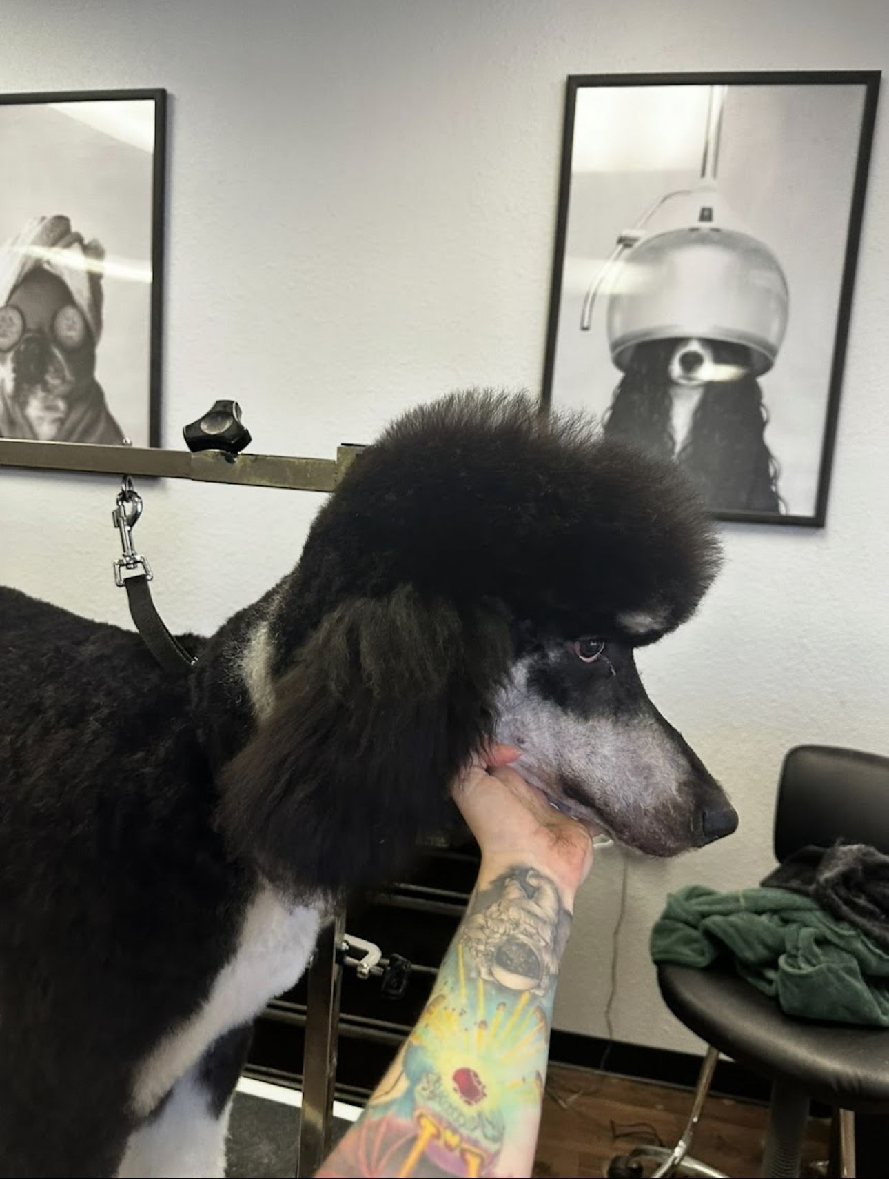 Side profile of black and white poodle with topknot and clean face at salon