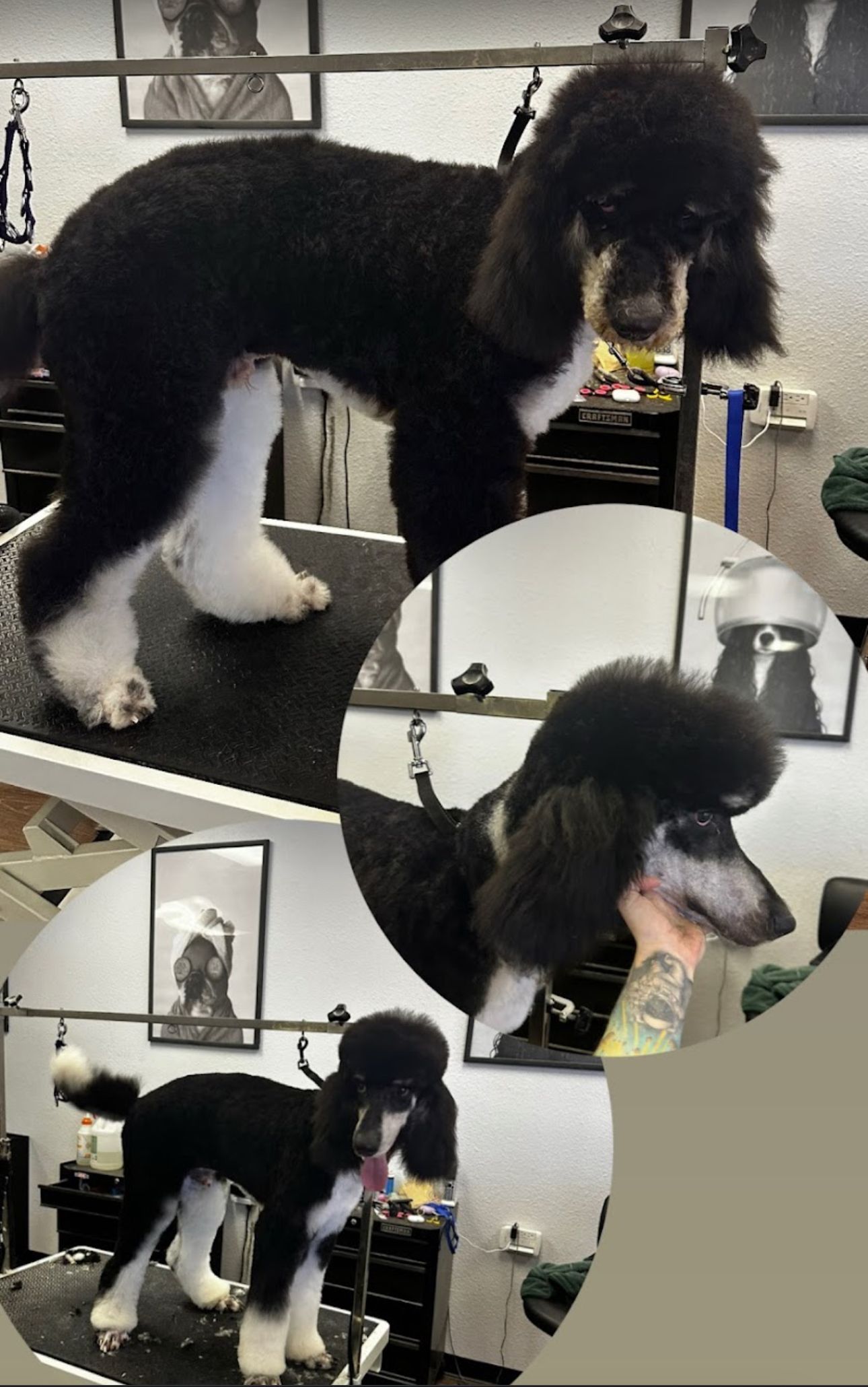 Before and after of black and white poodle on grooming table looking very happy
