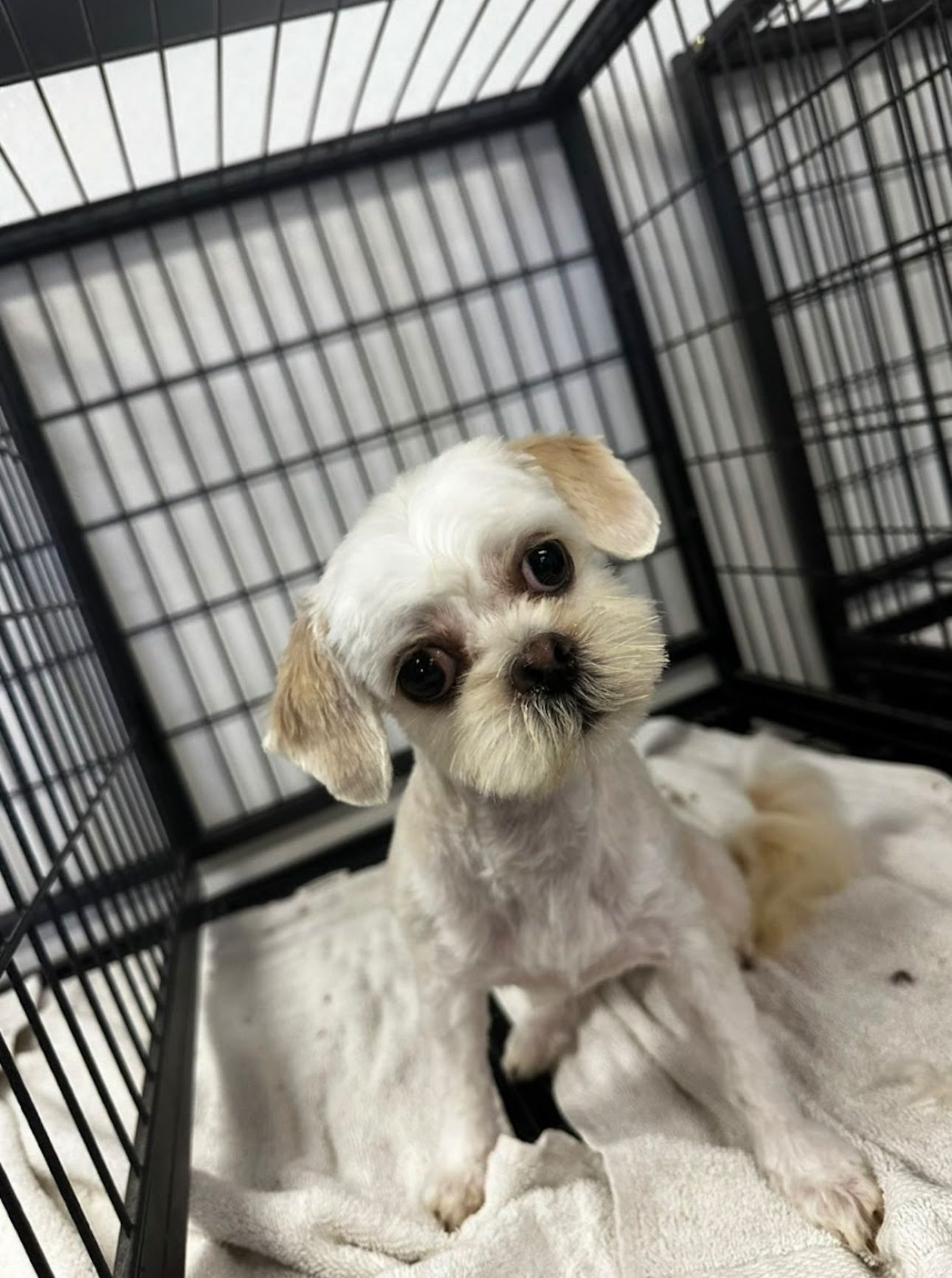 White Shih Tzu in crate with round face and shaved ears post-groom