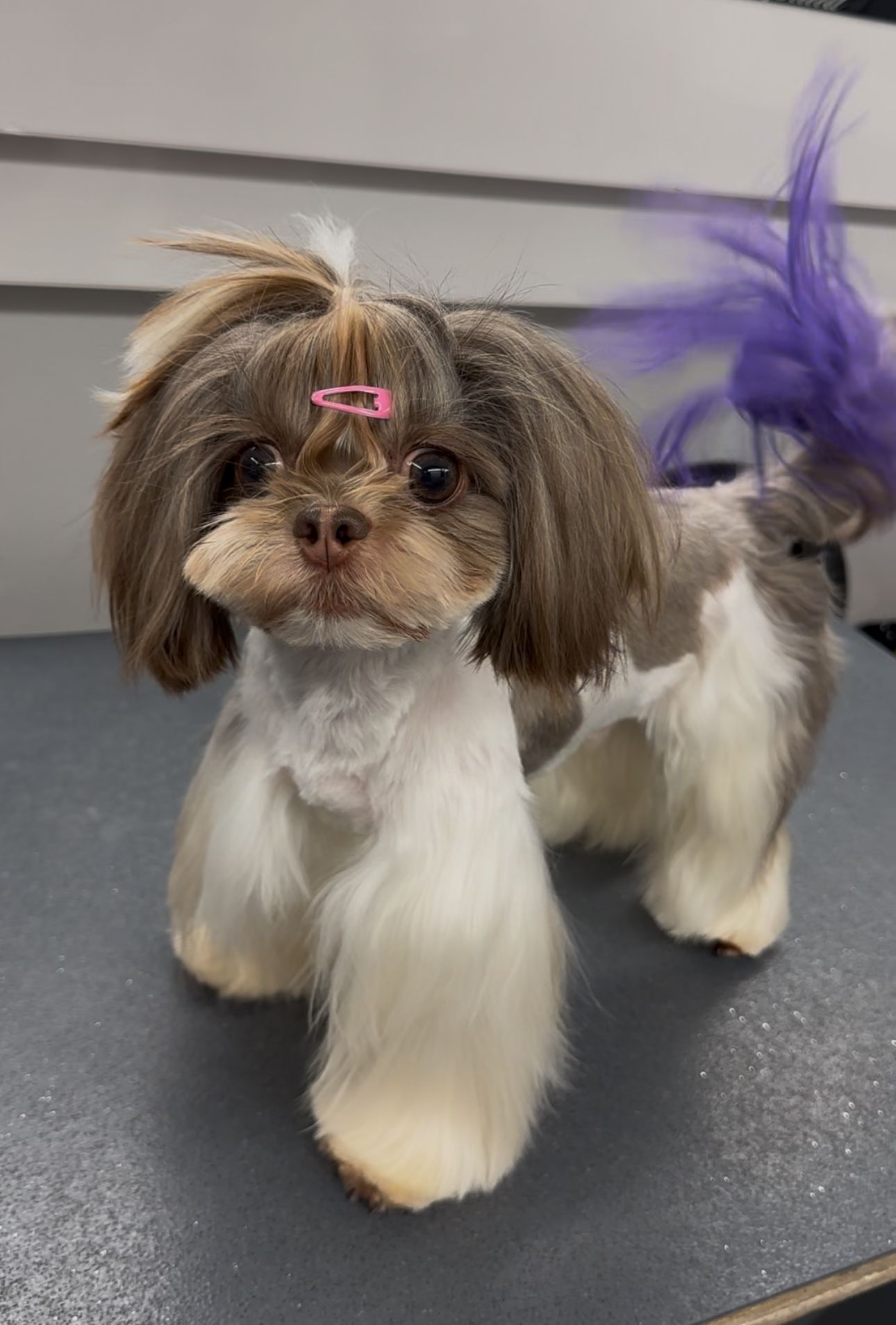 Roman the Shih Tzu with long legs, purple tail, and Asian Fusion haircut on grooming table in the van