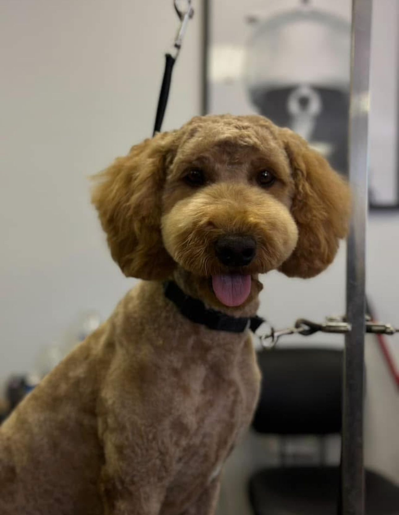 Apricot doodle with Asian Fusion muzzle on grooming table after bath and cut