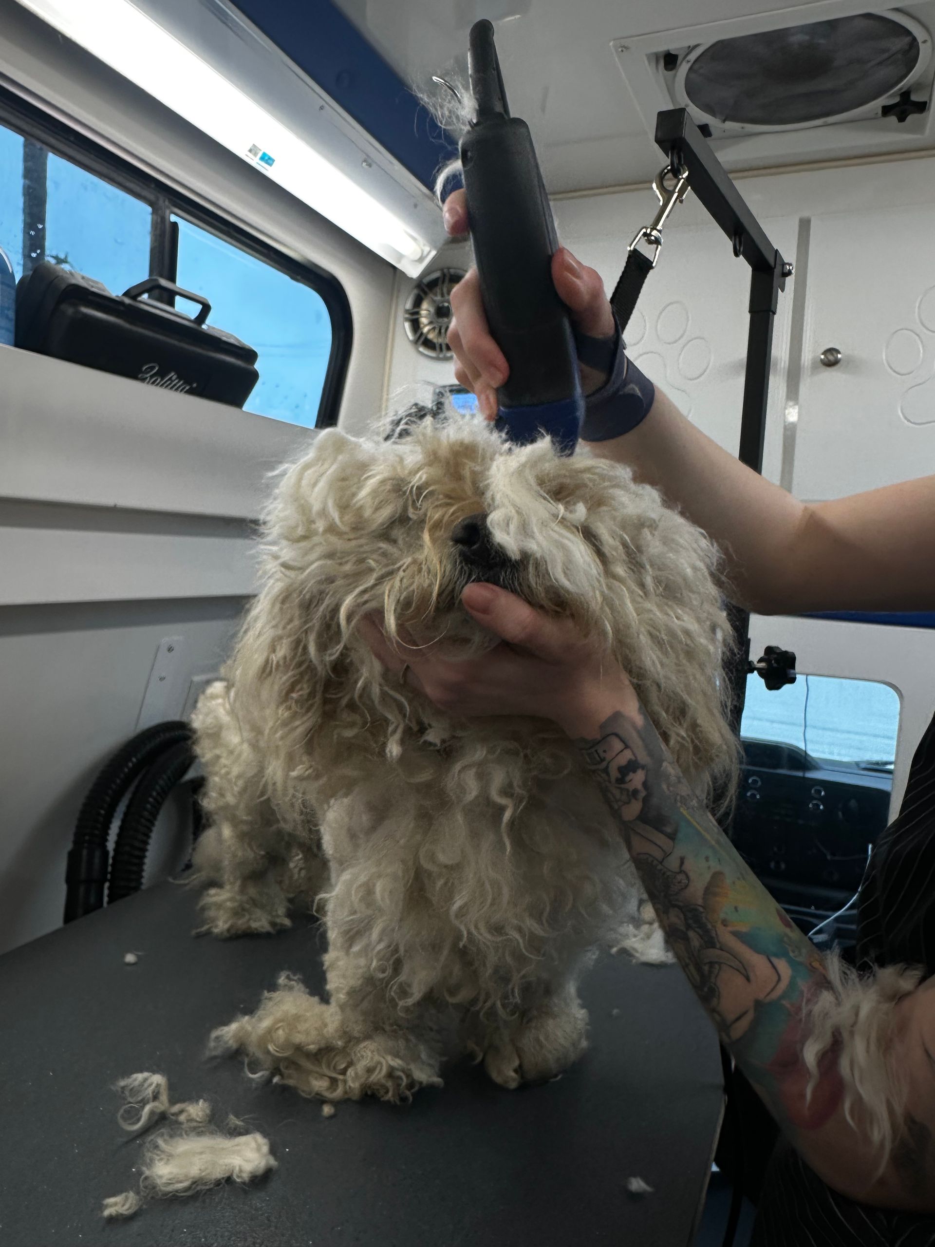 Ottillie holding Marshmallow’s chin while gently removing mats — calm and compliant dog