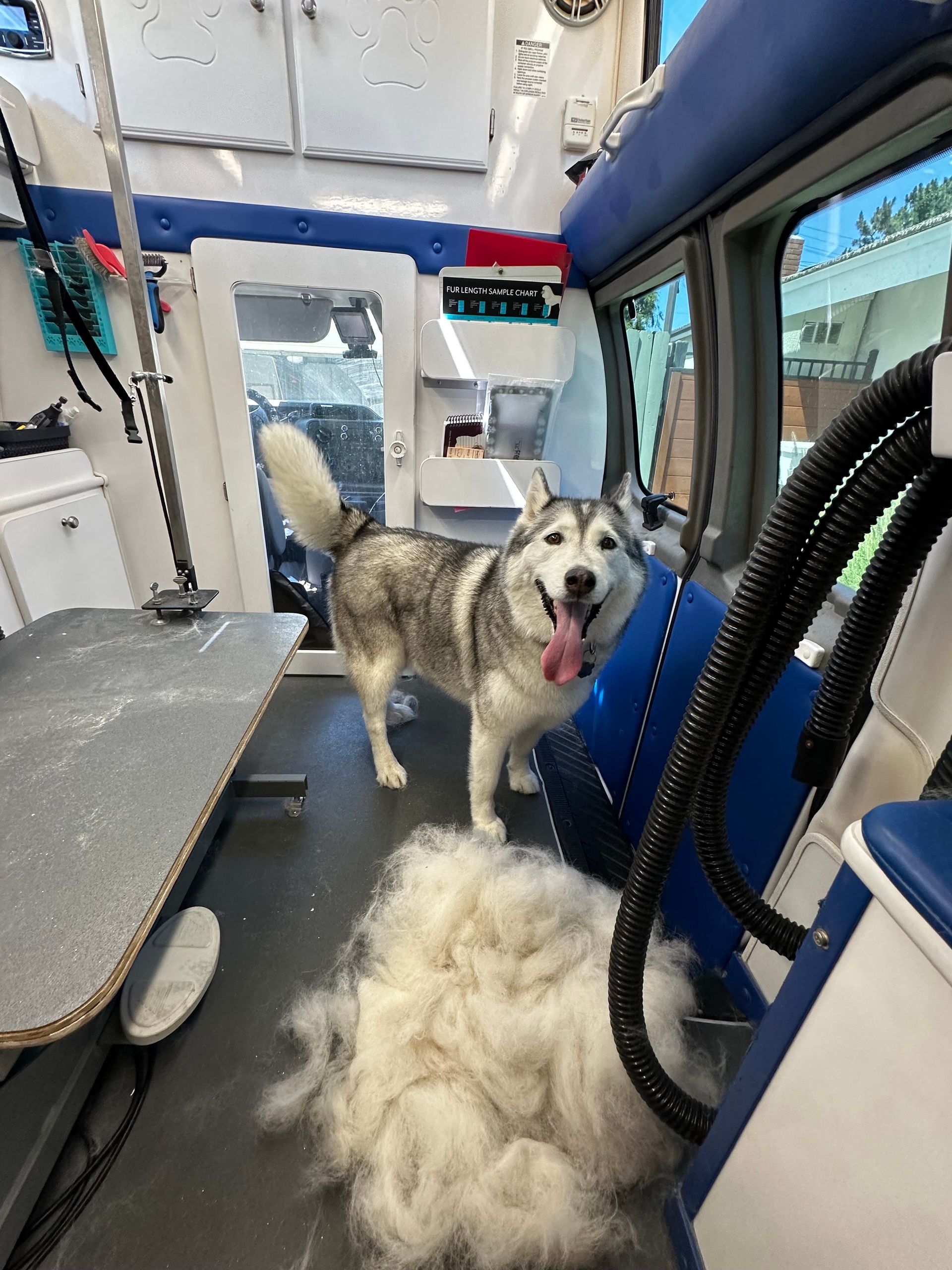 Calm white and grey husky next to a large pile of shed fur after deshedding in Roman’s Empire’s van in Shingle Springs.