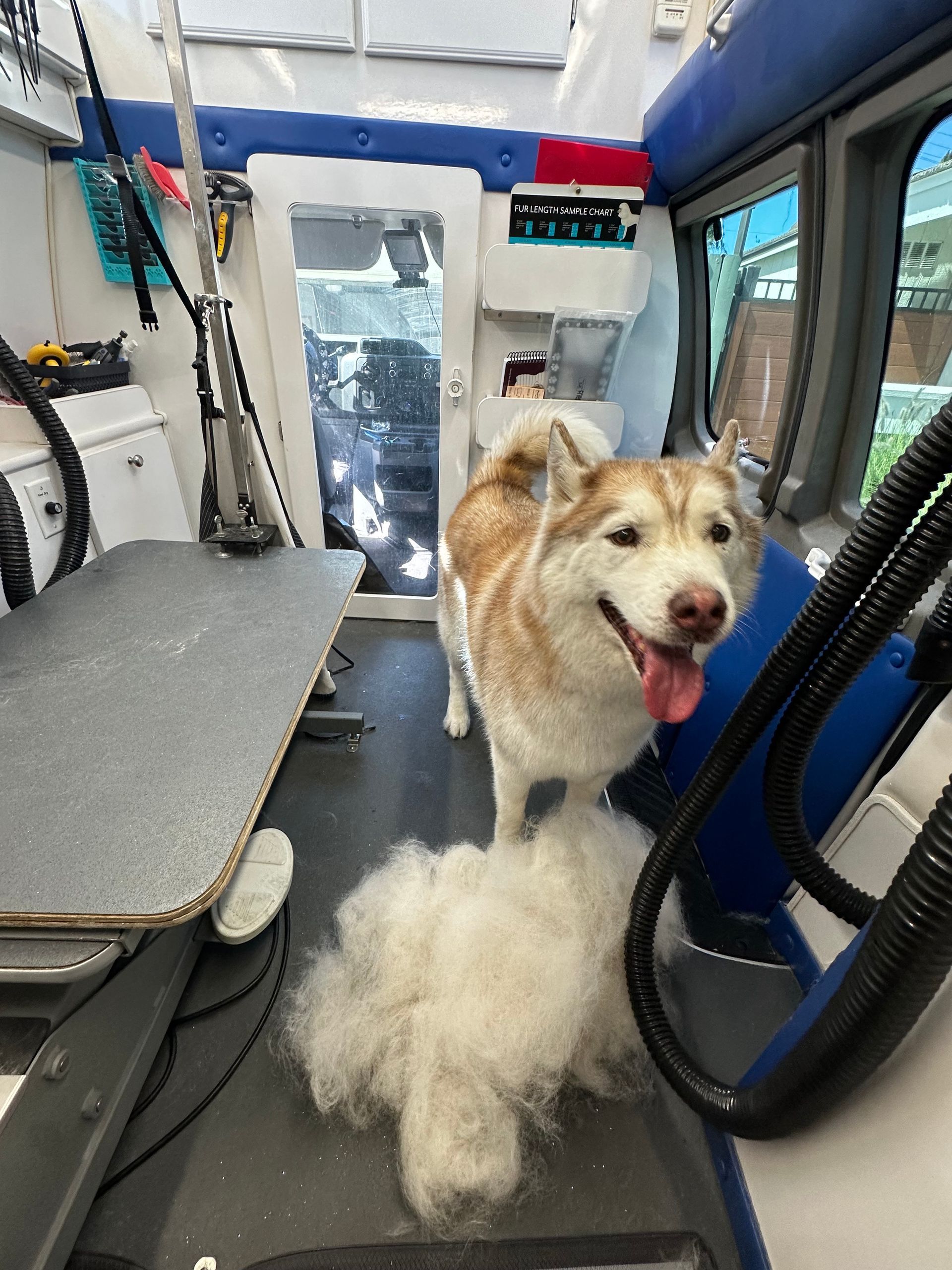 White and tan husky happy on van floor beside giant pile of deshedded fur