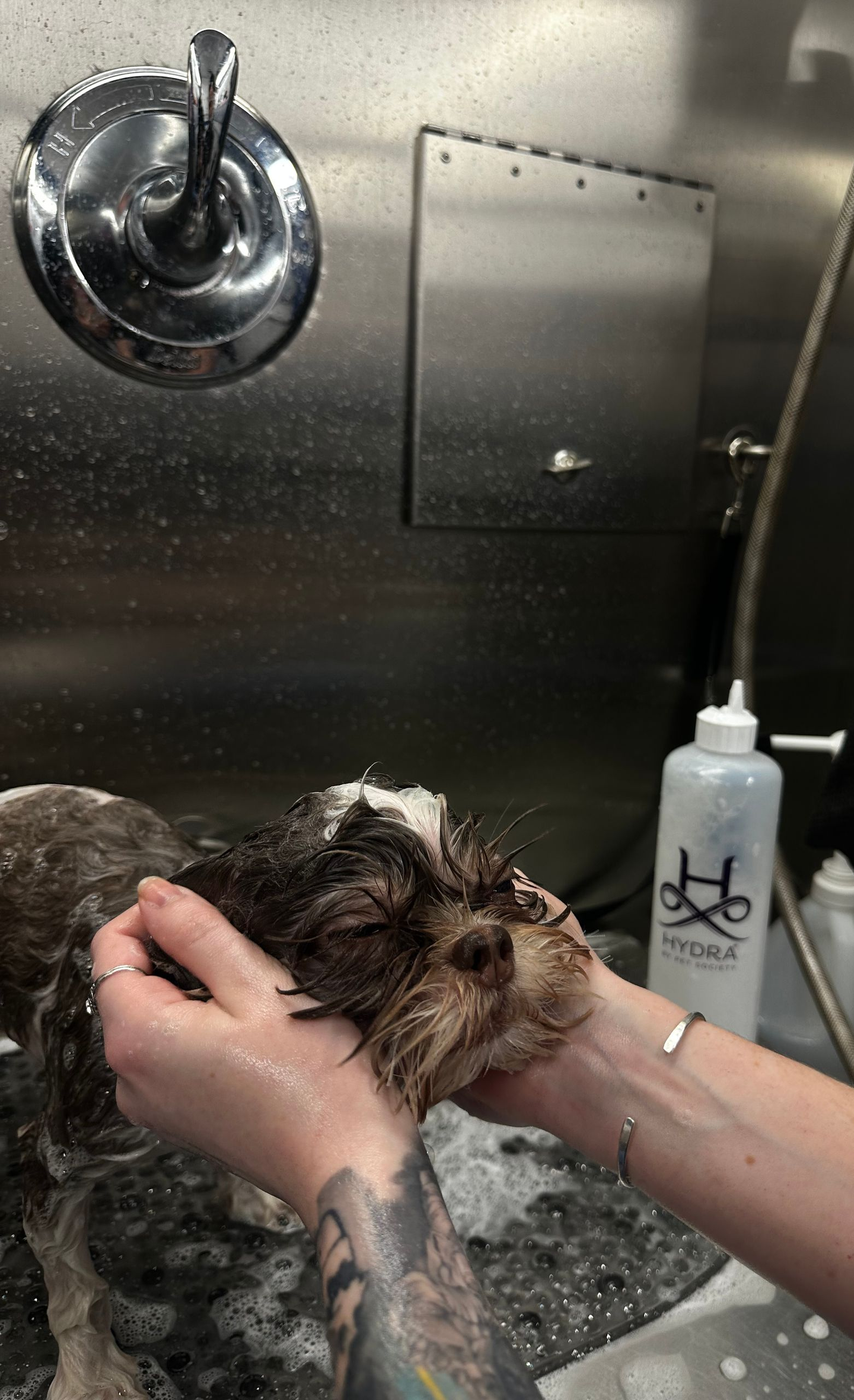 Ottillie bathing and grooming Roman the shih tzu in the Roman’s Empire mobile salon in Folsom, CA