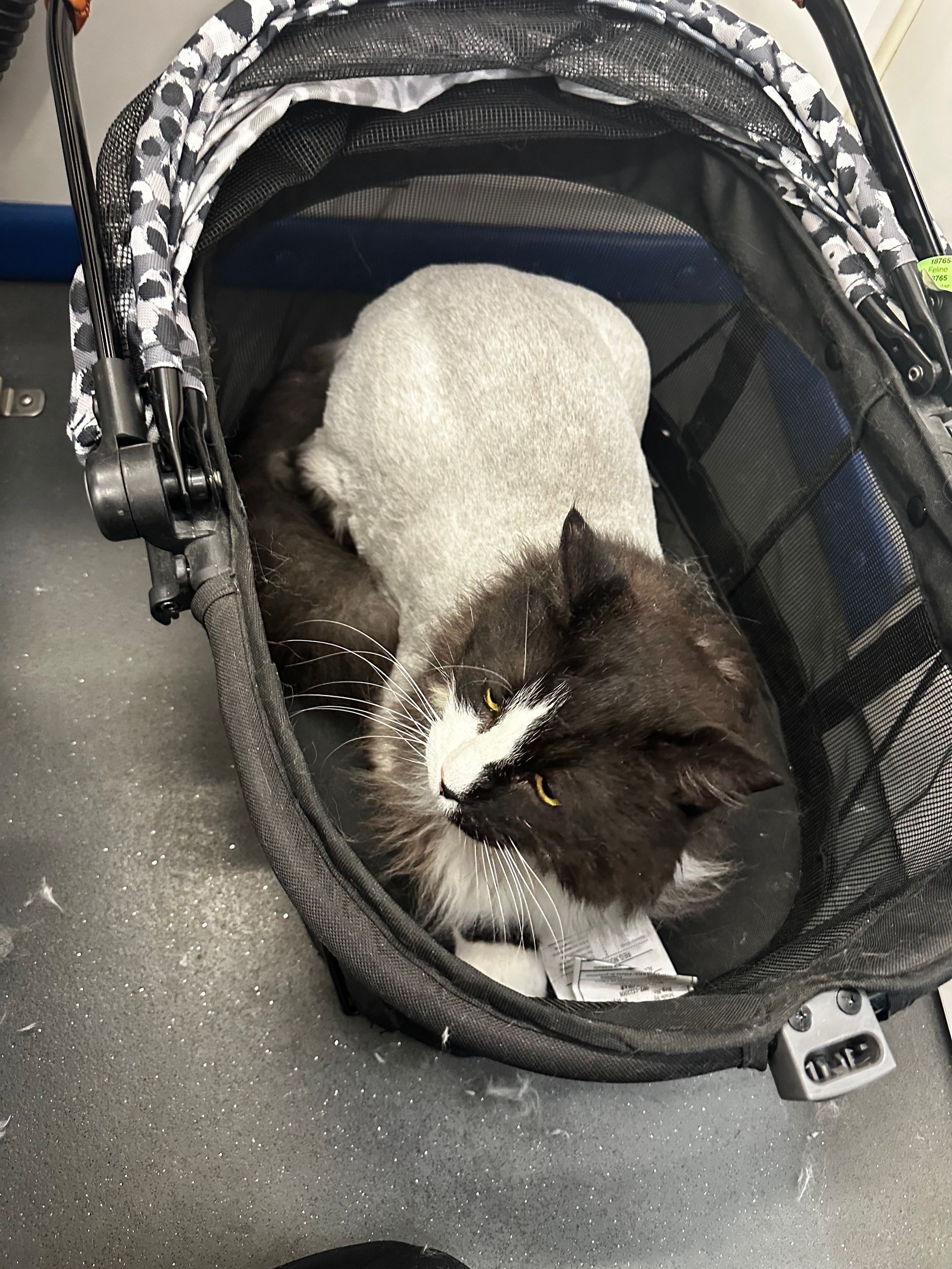 Black and white cat named Louis resting in his carrier after a lion cut inside Roman’s Empire’s van in Cameron Park.